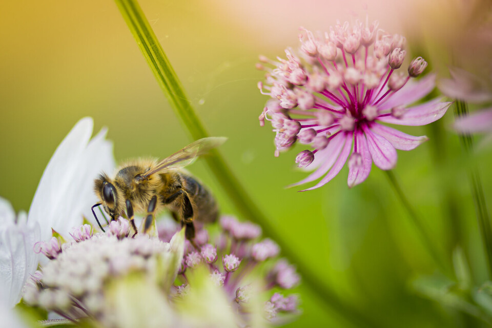 Mattilsynet vil sjekke bruk av plantevernmidler Mattilsynet vil sjekke bruk av plantevernmidler