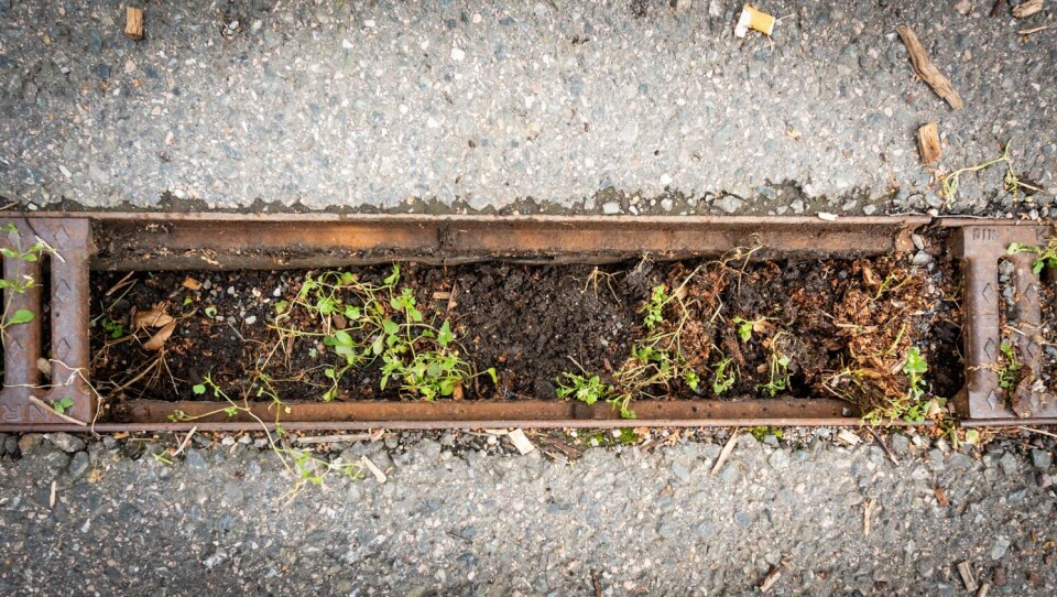 Når sandfanget i praksis er blitt et blomsterbed med rist, er det på tide å rense ut litt…