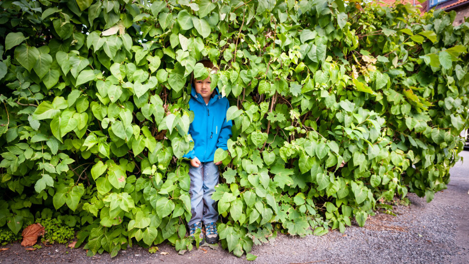 Kan koste deg 15 000 hvis du ikke klipper hekken Kan koste deg 15 000 hvis du ikke klipper hekken