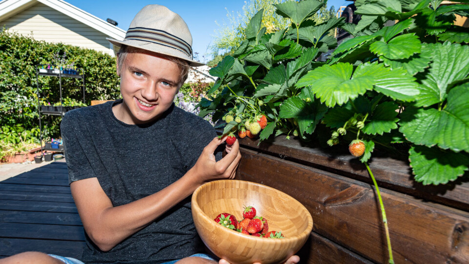 Jordbær er en favoritt for folk i alle aldre. Nå jobbes det . med å får norske bær store deler av året.