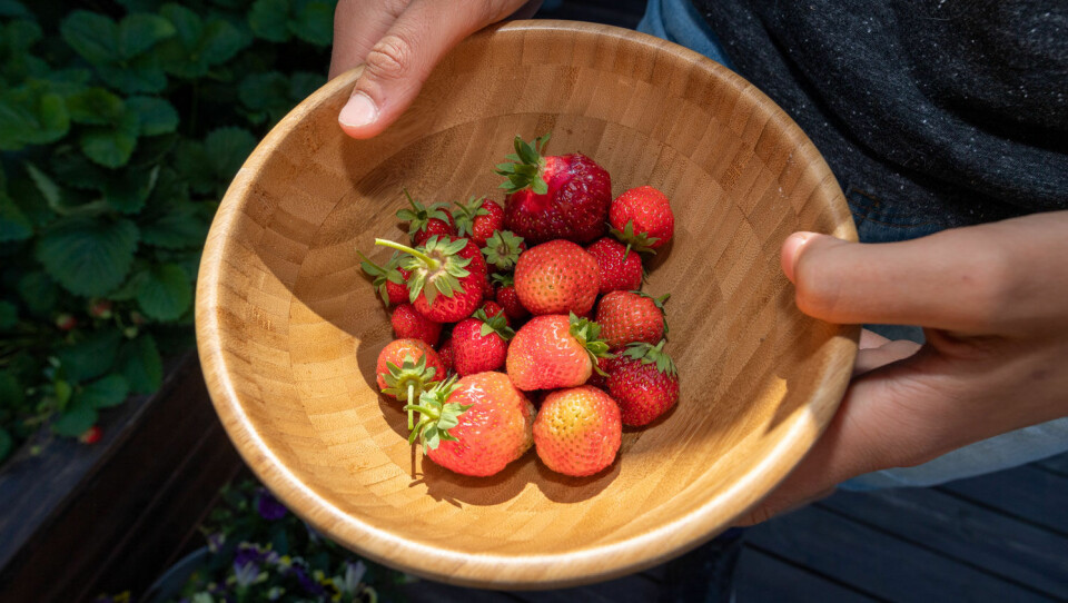 Norske jordbær smaker som regel bedre enn de utenlandske.