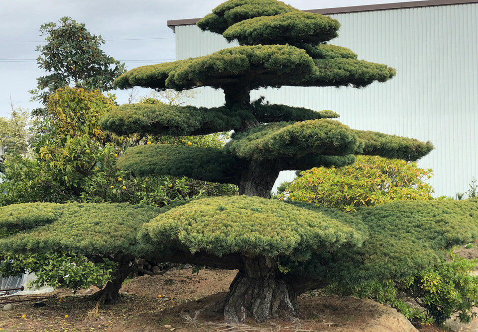 Her kan du se 4 meter høye bonsai-trær