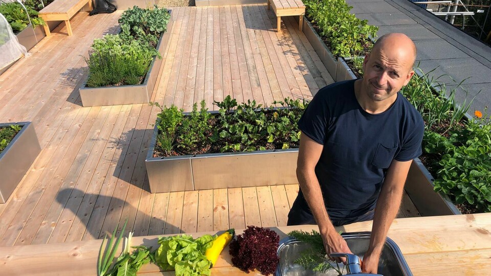 Anleggsgartner dyrker grønnsaker på taket