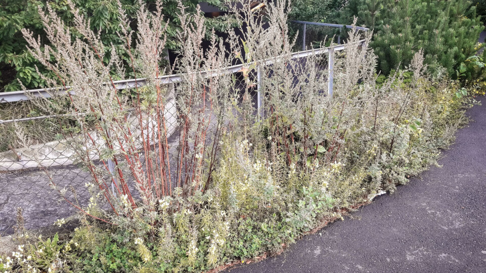 Burot vokser seg høy og blomstrer i august. Mange er allergiske mot burot. Hvorfor ikke bare luke den vekk tidligere på sommeren, før røttene blir så store at de sprenger seg gjennom asfalten?