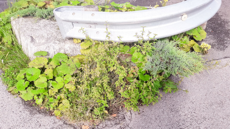 Her er det gjort et forsøk på å plante noen blåeiner. Men det gjelder jo ikke når ugresset får lov til å ta overhånd.