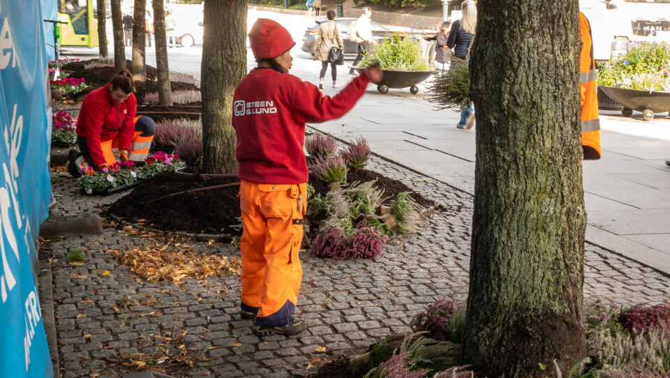 De ansatte fra Steen & Lund hadde litt av en jobb med å få alle plantene trygt ned i jorda.
