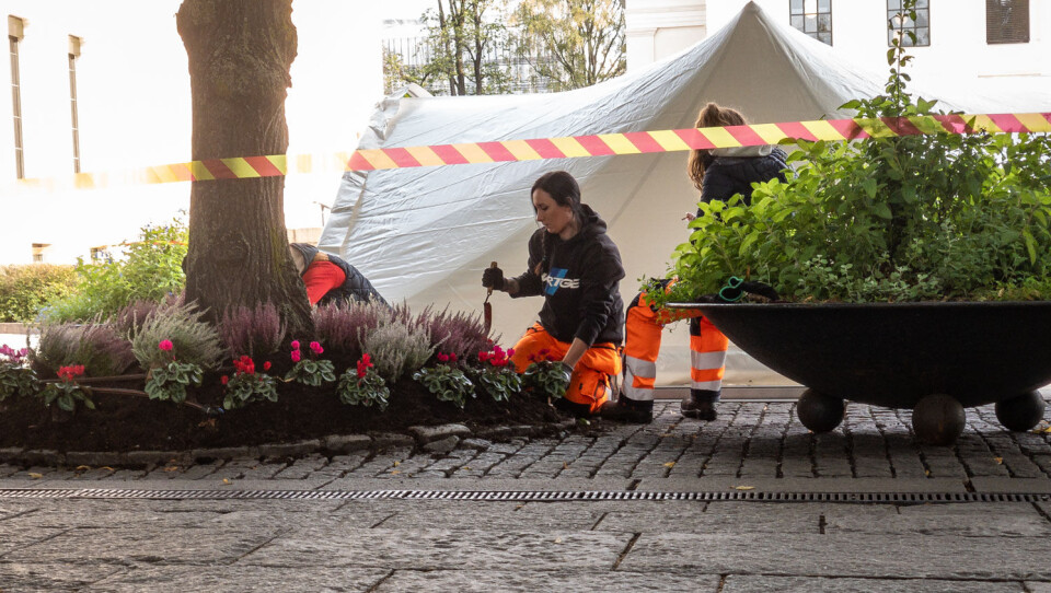 Høstpyntet og blomstrende på Karl Johan