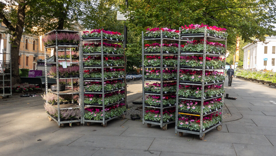 Det går med noen planter når alle bedene skal få sitt…