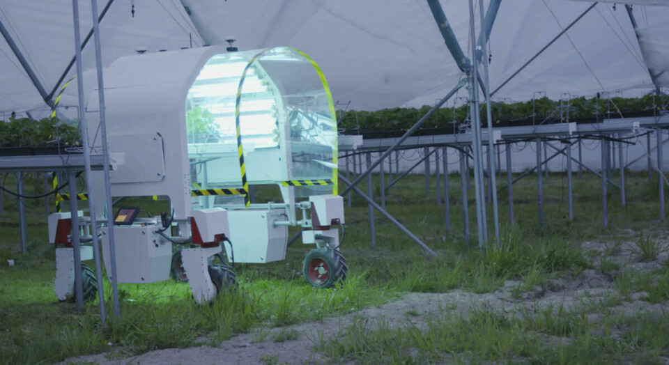 Jordbærbønder vil erstatte sesongarbeidere med roboter