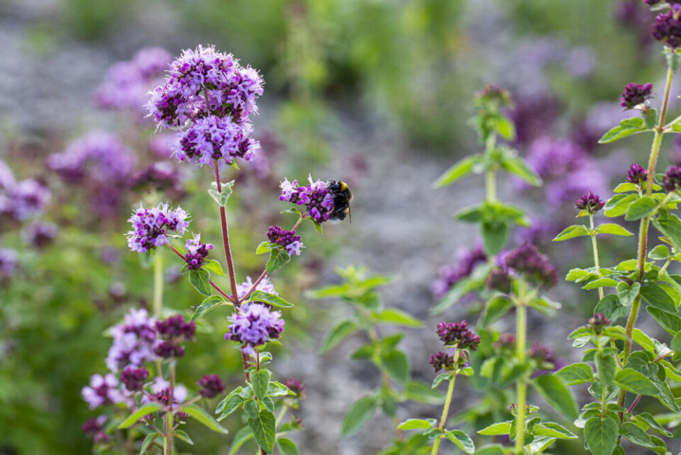 Det blomstrer på taket til glede for humler, bier og sommerfugler. Foto: Åse Holte/Asplan Viak