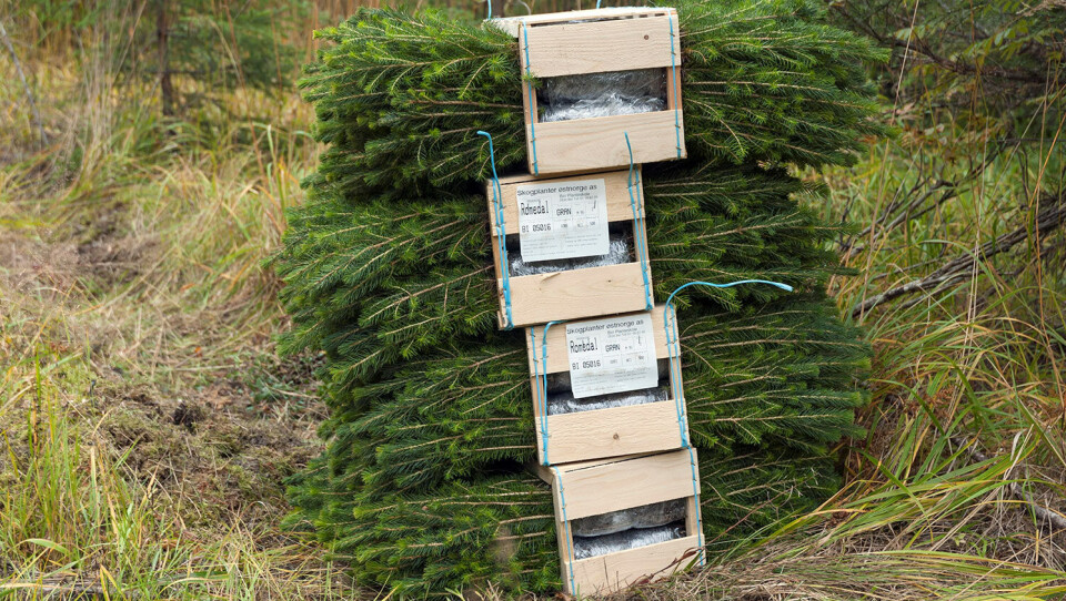 Kasser med granplanter klare til utplanting på et plantefelt på Brøttum for noen år siden. Foto: Ole-Thorstein Ljøstad / Anno Norsk skogmuseum