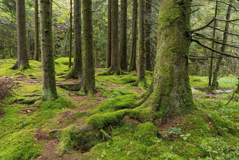 Mange permitterte nordmenn har meldt seg til å jobbe med skogplanting i vår. Denne skogen har vokst noen år i Stend i Fana ved Bergen. Foto: Bård Løken / Anno Norsk skogmuseum