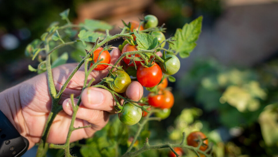 Arbeidsledige nordmenn redder tomatsesongen Arbeidsledige nordmenn redder tomatsesongen