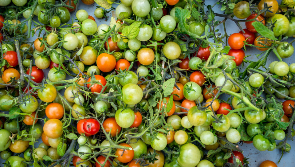 Arbeidsledige nordmenn redder tomatsesongen