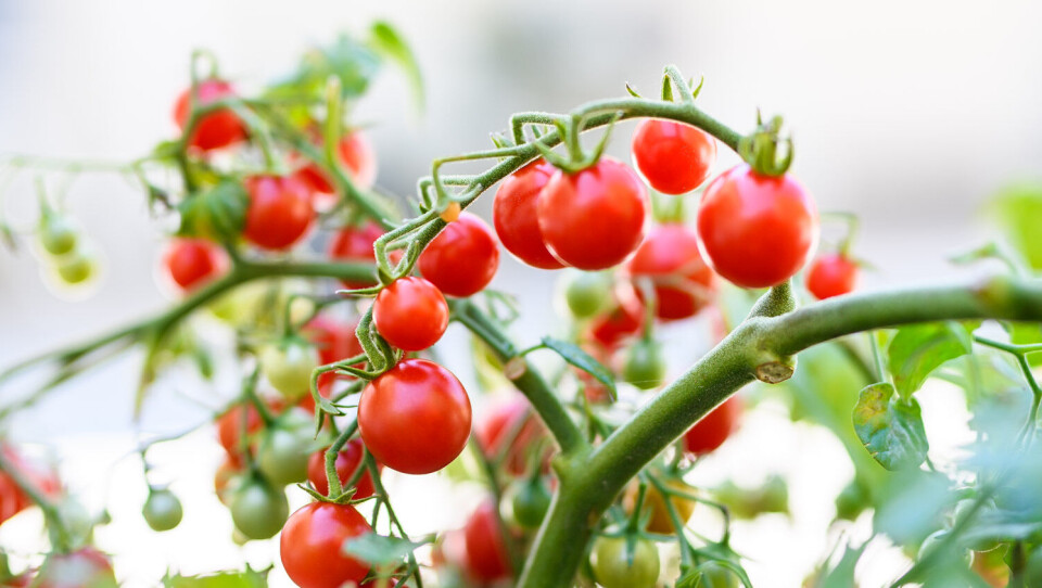 Arbeidsledige nordmenn redder tomatsesongen