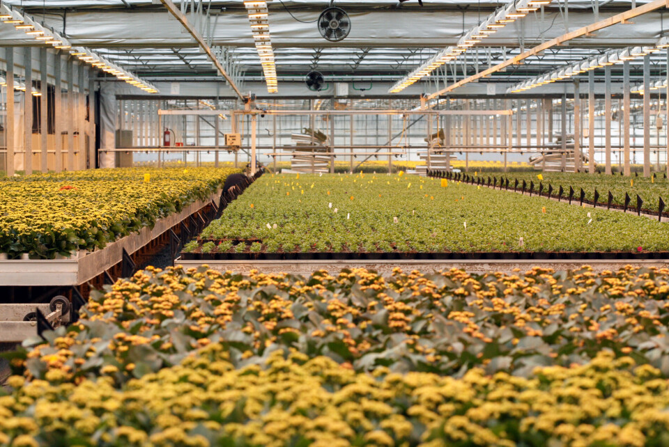 Veldig mye av potteplanter og sommerblomster som selges i Norge, er produsert i norske gartnerier.
