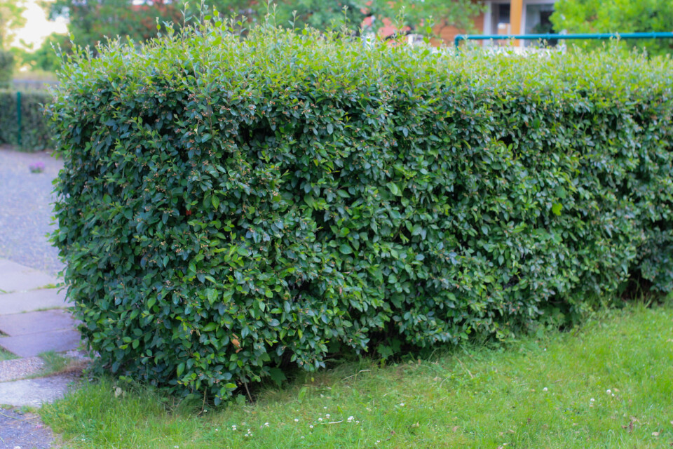 Blankmispel (Cotoneaster lucidus «Romsdal E») er mye brukt i hekker og skråninger, men er også klassifisert med «svært høy risiko» i Fremmedartslista.