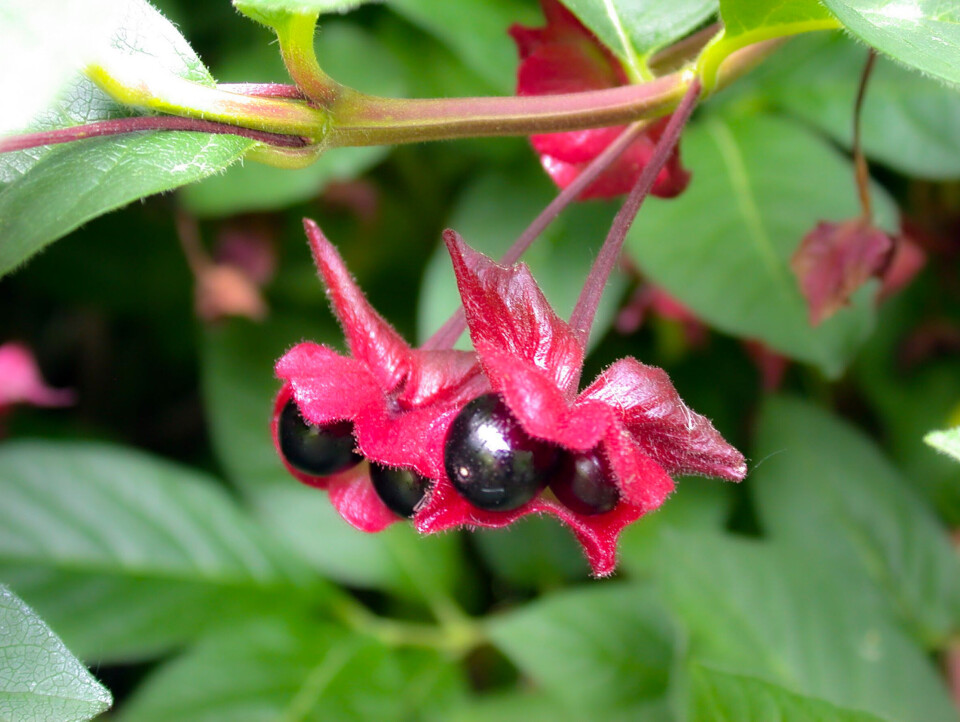 Skjermleddved (Lonicera involucrata Kera E) er mye brukt i grøntanlegg, men har høy risiko for spredning.