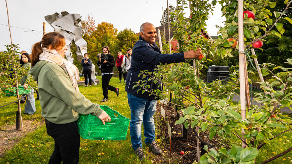 Leder av Stovner bydelsutvalg, Rashid Navaz, får være med og plukke epler i «Kunnskapshagen».