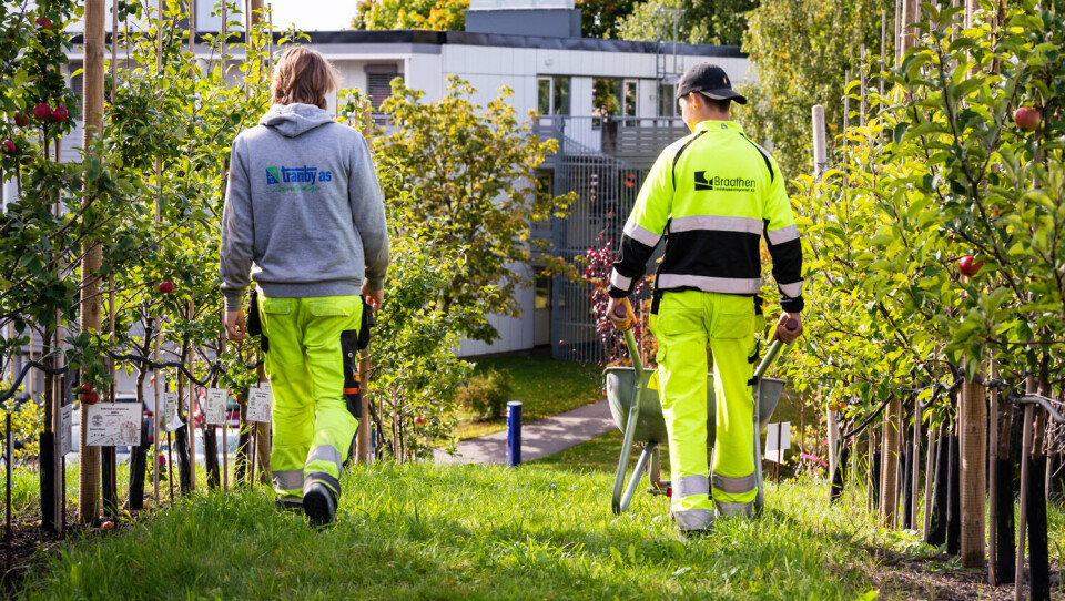 For få ungdommer vil bli anleggsgartnere