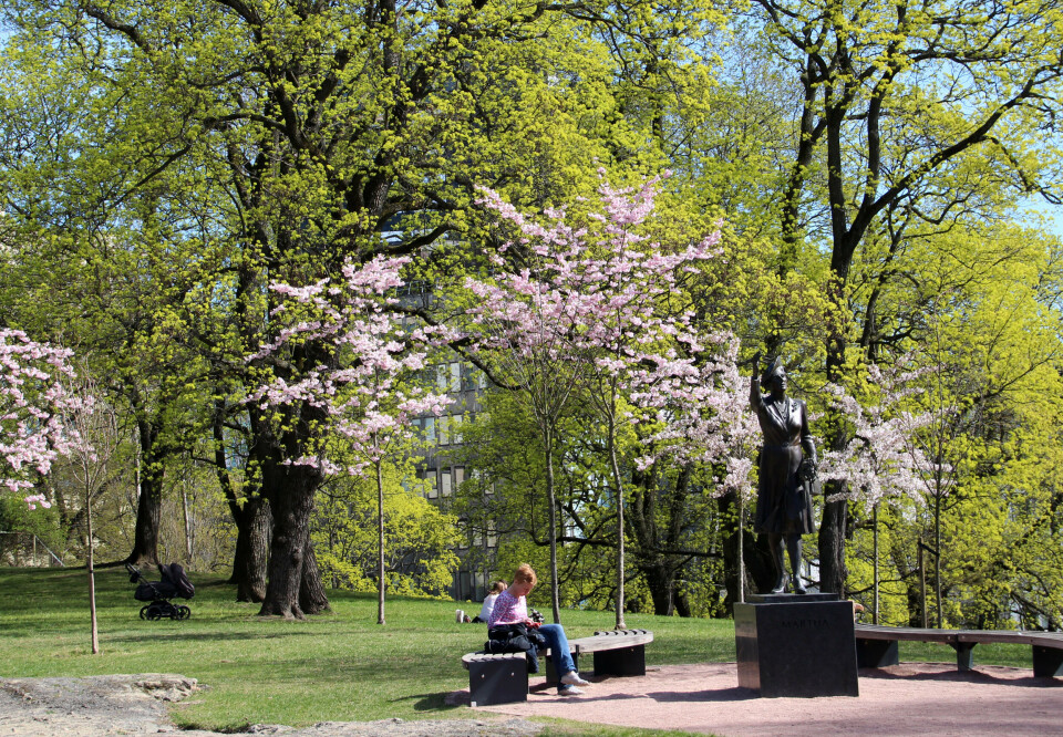 En internasjonal studie hevder at 105 årlige dødsfall i Oslo kunne vært unngått med flere grønne lunger. (Illustrasjonsfoto fra Slottsparken. Foto: Liv Osmundsen) Grønne lunger er livsviktige