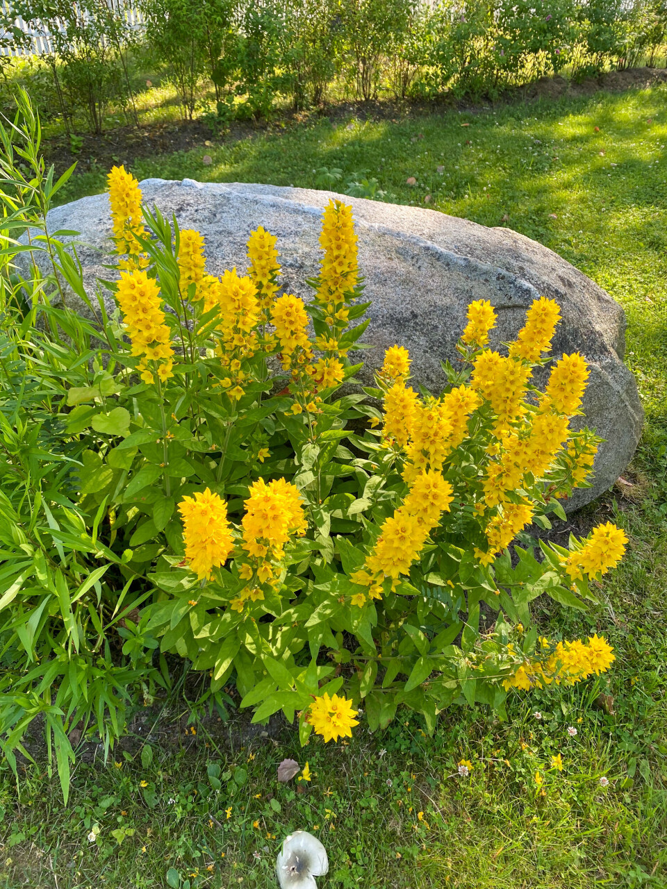 Det blomstrer i Åsta Holts hage, Leiråker, på Finnskogen