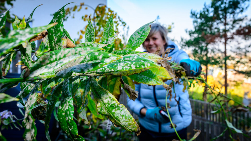 Har du først fått et meldugg-angrep på floks, er det som regel best å klippe ned planten og håpe at det går bedre neste år.