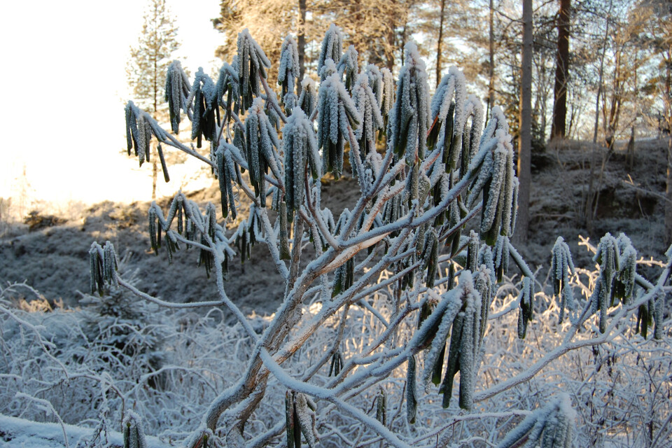 Hagens kjølige skjønnhet