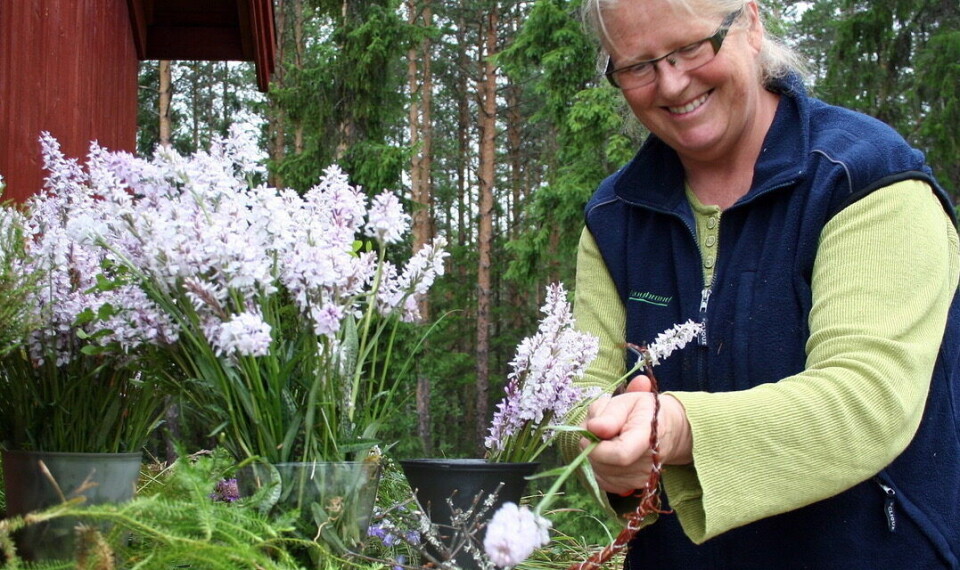 Kari Rudi har mer enn 20 års erfaring med å skape naturdekorasjoner fra norsk natur. Her forteller hun hvordan du lager fine julekranser av einer (Foto Britt Ellen Nergård) – Min drømmekrans lager jeg av einer!