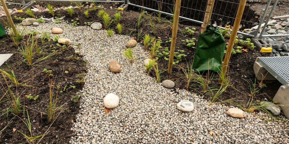 – Må bli flinkere til å lage regnbed – Må bli flinkere til å lage regnbed