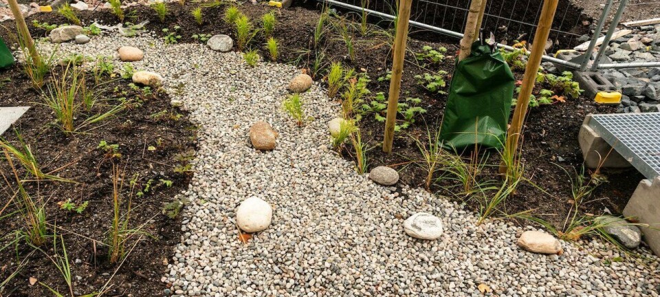 – Må bli flinkere til å lage regnbed