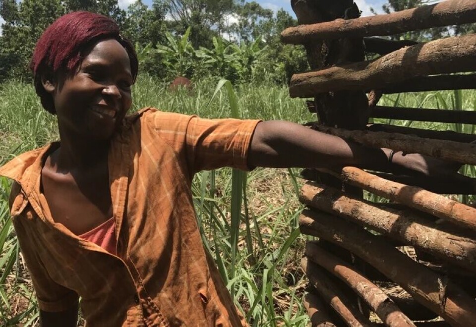 Margrete Kintu fra landsbyen Busona har takket være griselånet fått penger nok til å betale barnas skolepenger og reparere huset sitt. Utemøbelprodusenter støtter griseprosjektet i Uganda. (Foto: Chime) Grisene hjelper folk ut av ekstrem fattigdom