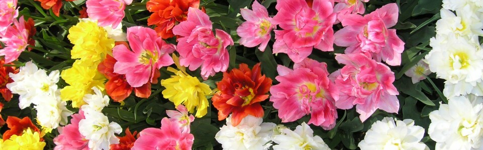 Tulipanens dag i morgen Tulipanens dag i morgen