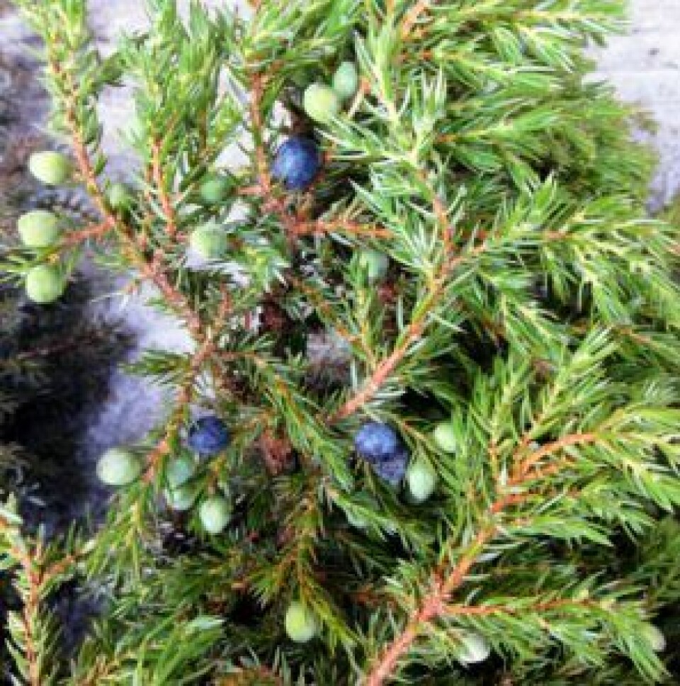 Einer, Juniperus communis, er det mest vanlige bartreet på den nordlige halvkule, fra sjøen til høyt til fjells. Den liker gode lysforhold og trives best i god jord.