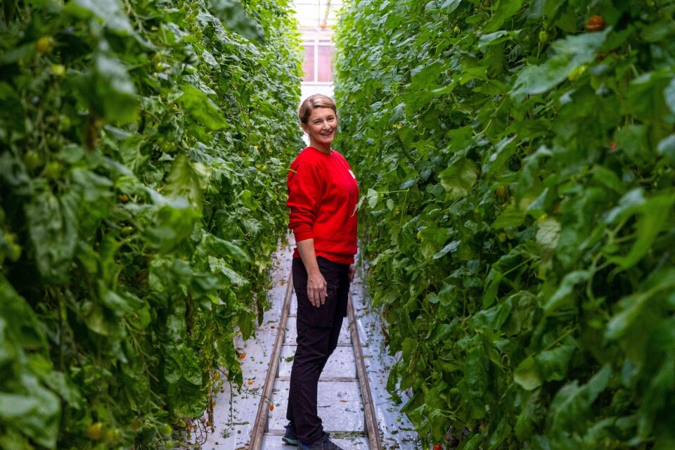 MIDT I DET GRØNNE: Anette Skarstad er tredje generasjon bonde på gården hvor hun er vokst opp. Det var aldri noen problem å få seg sommerjobb. Direkte fra jord til bord