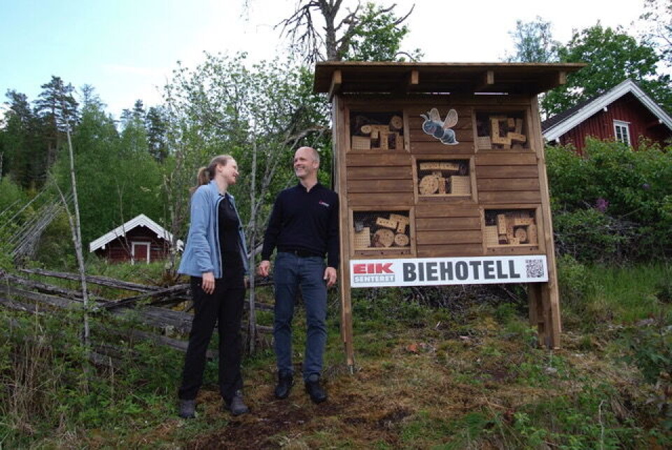 Biene sjekker inn Biene sjekker inn
