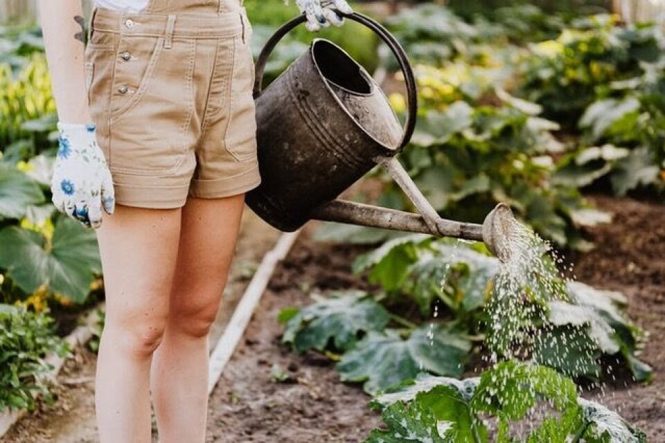 Kom hjem til friske planter