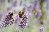 Kommunen planter nytt for insekter