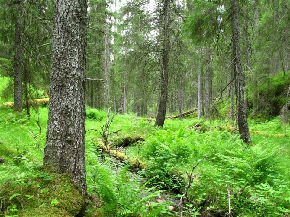 Regjeringen verner 54 nye skogområder