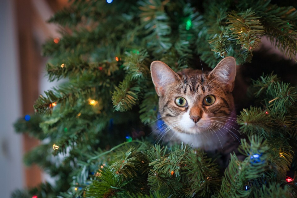IKKE BARE TIL PYNT: Grenene fra juletrær er nyttige som isolerende dekke over røttene til sensitive stauder. (FOTO: Pexels). Ikke kast hele juletreet