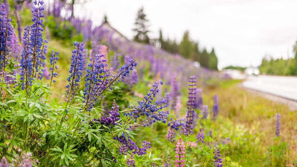 Har du vært på norgesferie med bil, har du garantert sett grøftekanter fulle av lupiner.