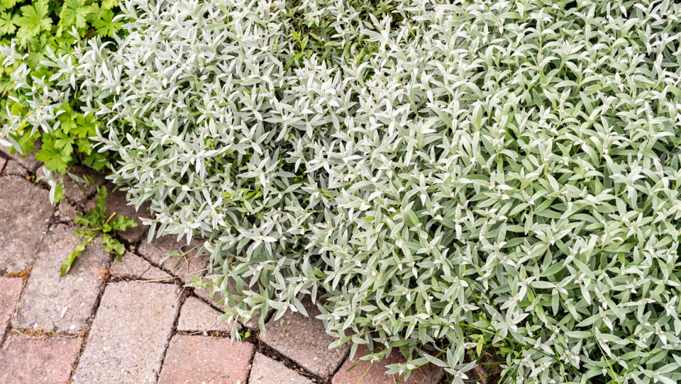 Filtarve var tidligere en mye brukt staude i norske hager, men er nå forbudt å omsette.