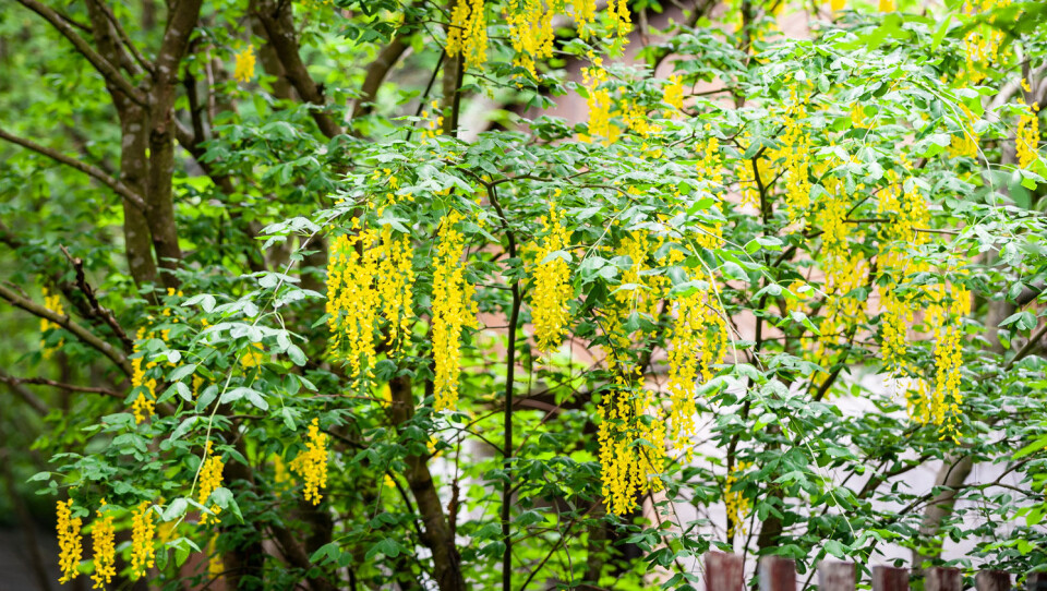 Gullregn blir forbudt å omsette fra og med 1. januar neste år. Mange synes dette er et veldig vakkert tre, men det setter enormt mye frø som spirer og spirer og spirer.