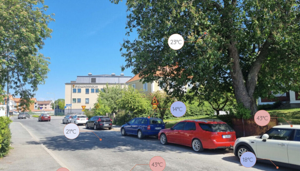 Trærne gir svale på hete dager. – Vi trenger flere trær som gir skygge. I fattige boligområder har blokkene fordrevet grønne områder, sa Johan Östberg fra Trädkontoret. (Foto: Kalle Ågren, Trädkontoret)