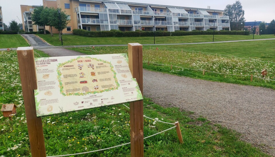 BLOMSTERENG VED BLOKKENE: En Pollinator-Park består av en blomstereng, bieboliger og informasjonsskilt. Her fra Rådhusparken i Lillestrøm. Blomsternga gir næring til både villbier, honningbier og andre pollinerende insekter, som sommerfugler og blomsterfluer. Tiny Workers bruker frøblanding fra NIBIO med regionale frø. Fra blomsterengen i Rådhusparken i Lillestrøm.