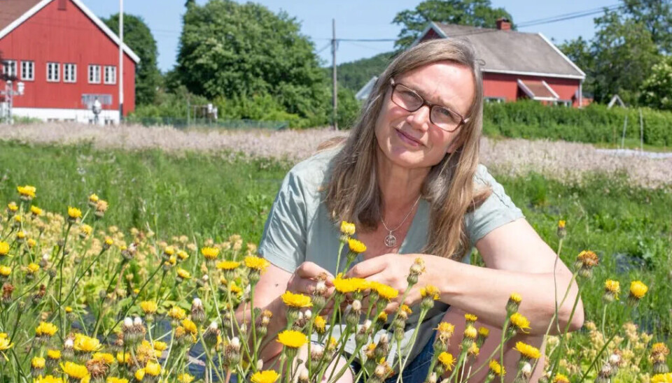 Nibio-forsker Ellen Johanne Svalheim holder kurs på Vea i vedlikehold av blomsterenger.
