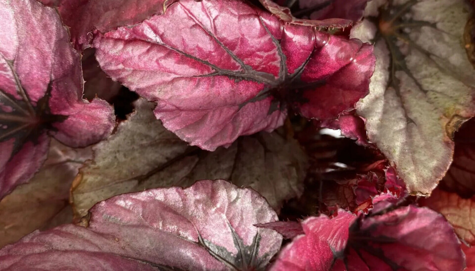 Begonia rex..