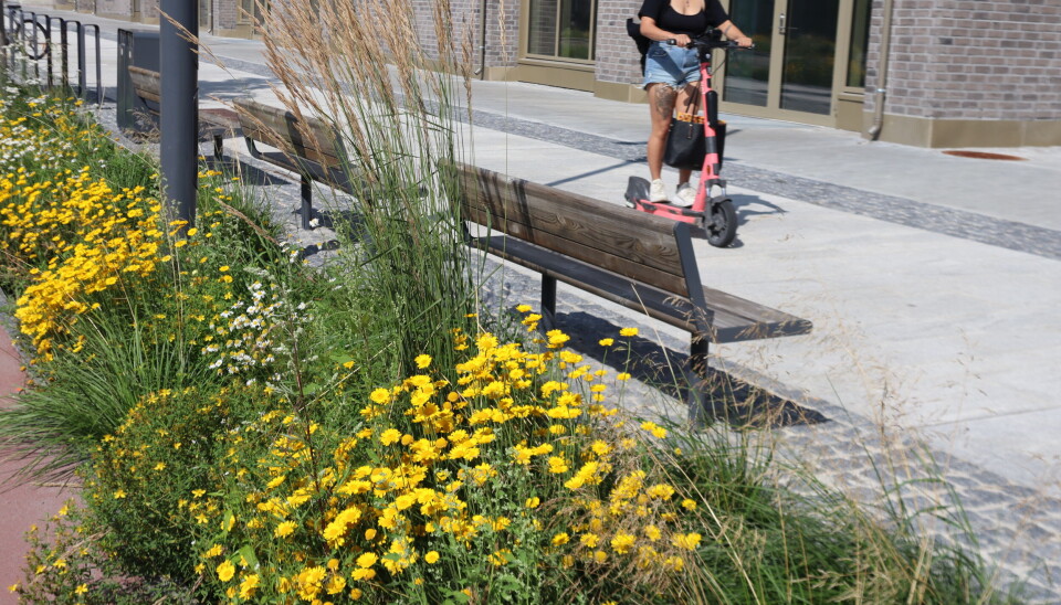 Full score på Skårer