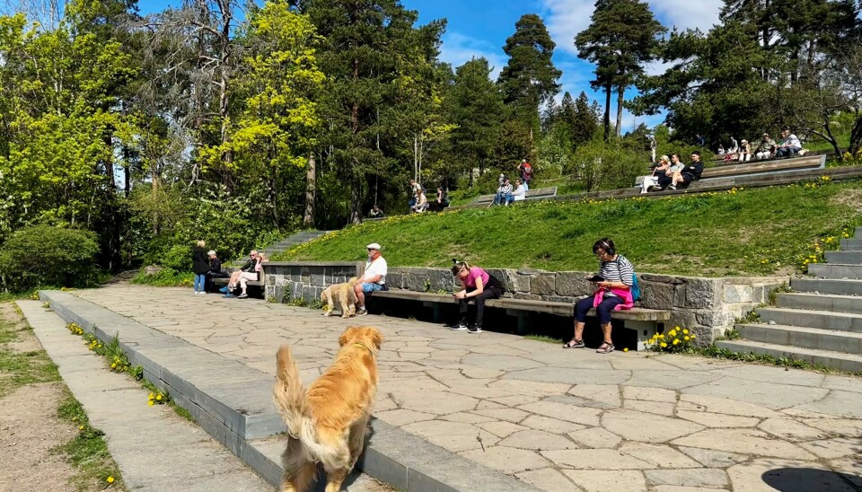 TYSKERTRAPPA: Nederste del av det tyske trappeanlegget med stedstilpasset benk på den gamle historiske murskiven. Nye oppholdssteder i skråningen videre oppover. (Foto: Bjørbekk & Lindheim)