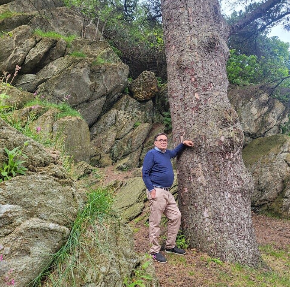 SOLID SITKA: Sitkagranen kan bli opp til 50-70 meter med en stammebredde på opptil fem meter. I Norge blir arten sjelden over 40 meter. (Foto: Privat)